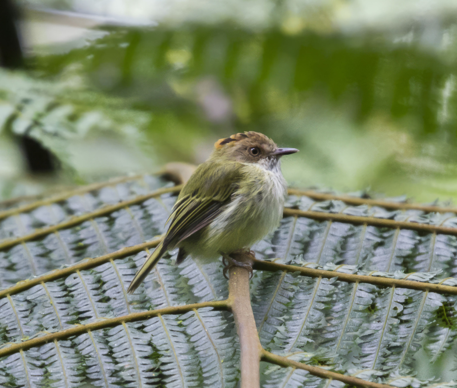 image Scale-crested Pygmy-Tyrant